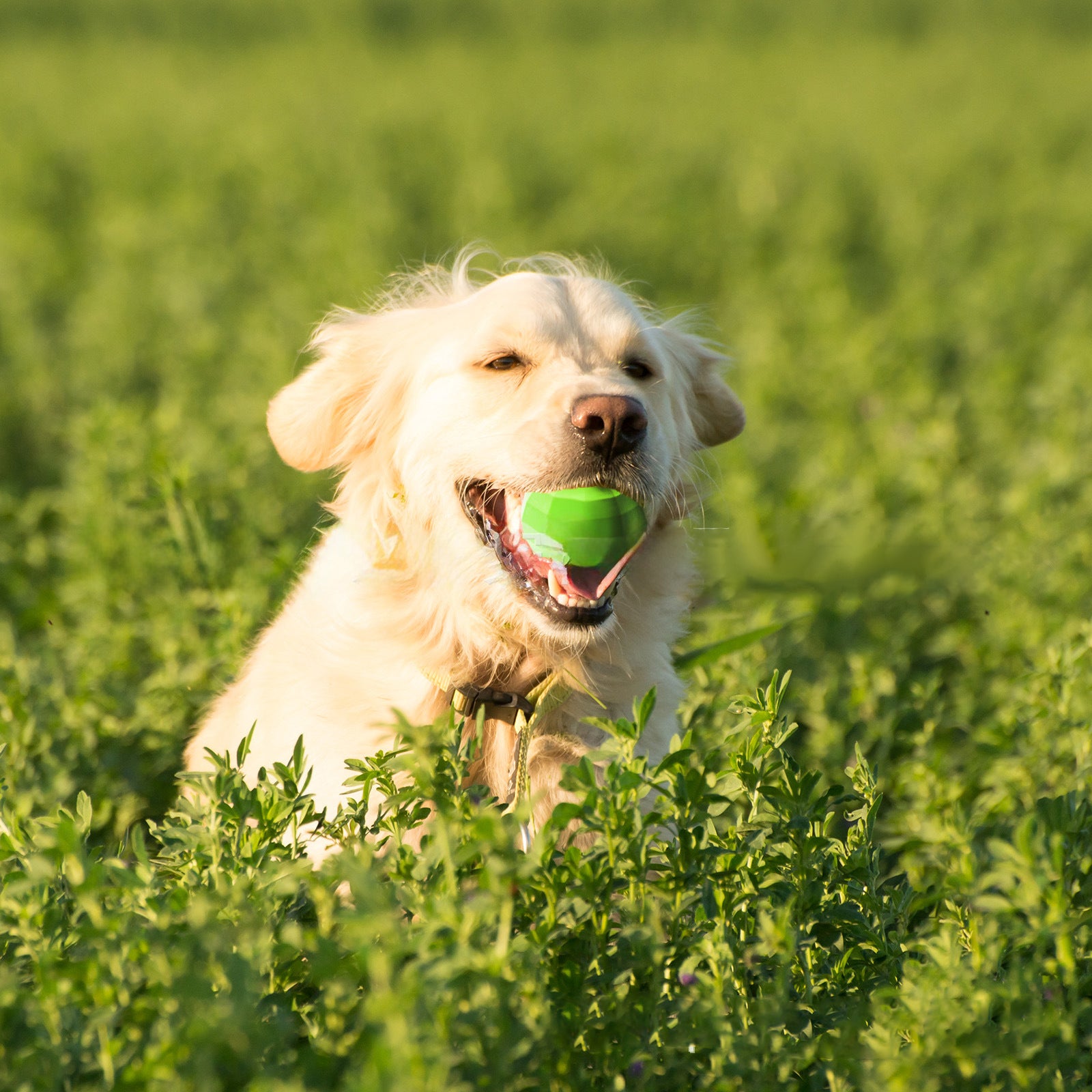 Naturkautschuk Quietschball für Hunde – Kauspielzeug mit Rindfleischgeschmack