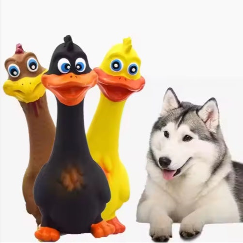 Quietschende Latex-Ente für Hunde – interaktiv, bissfest & langlebig