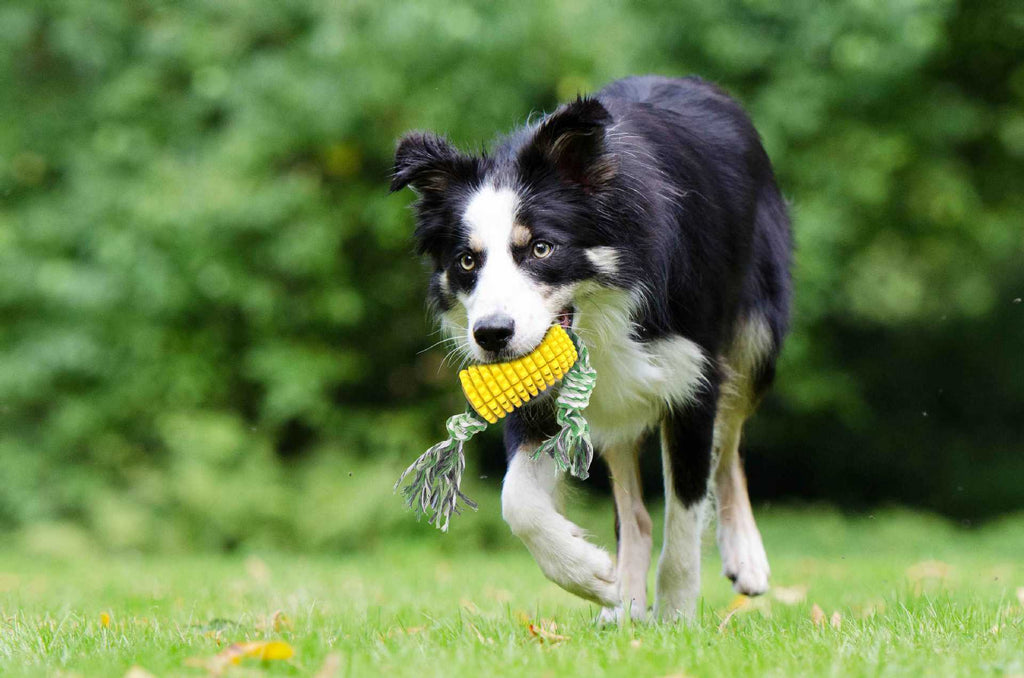 TPR Zahnpflege-Kaustab für Hunde – Knochen, Maiskolben & Seil