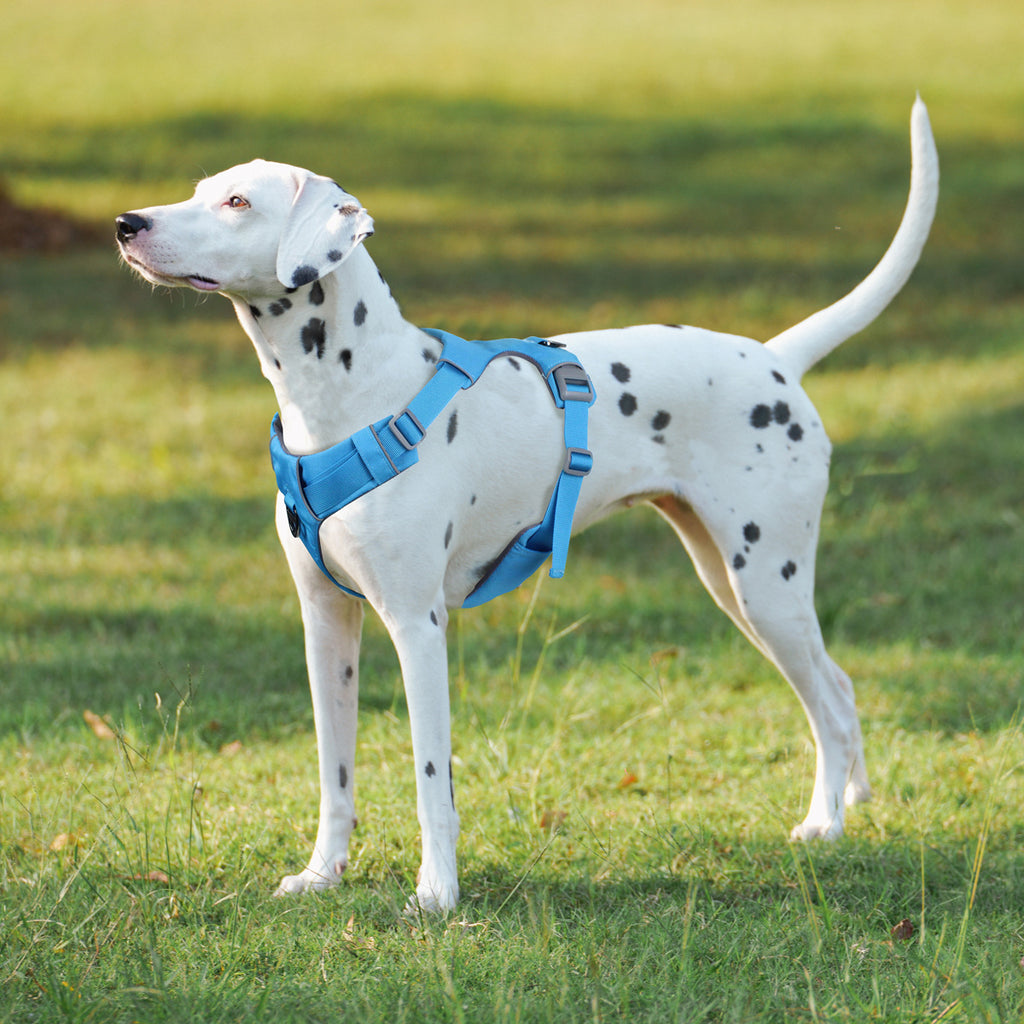 Hundegeschirr No-Pull 3M Reflektierend – Sicher, Bequem, XS–XL + Leine