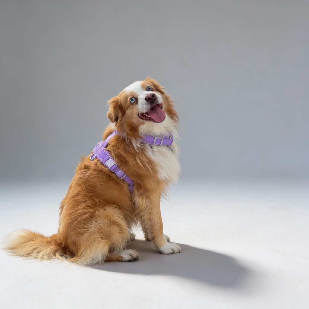 Hundegeschirr-Set Teddy Violett
