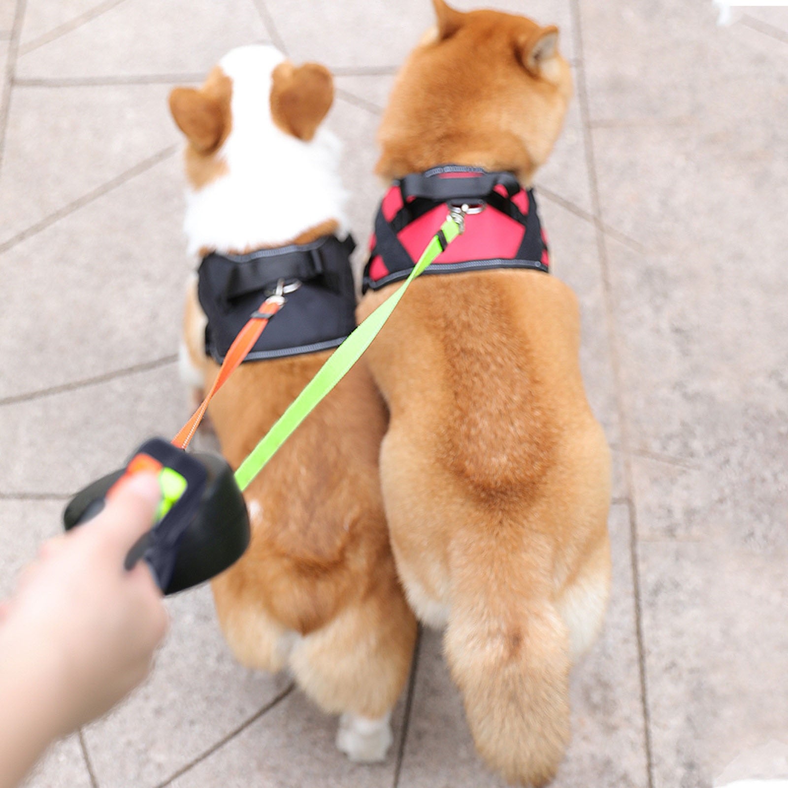 Einziehbare Doppelleine für zwei Hunde – 3 m, verhedderungsfrei