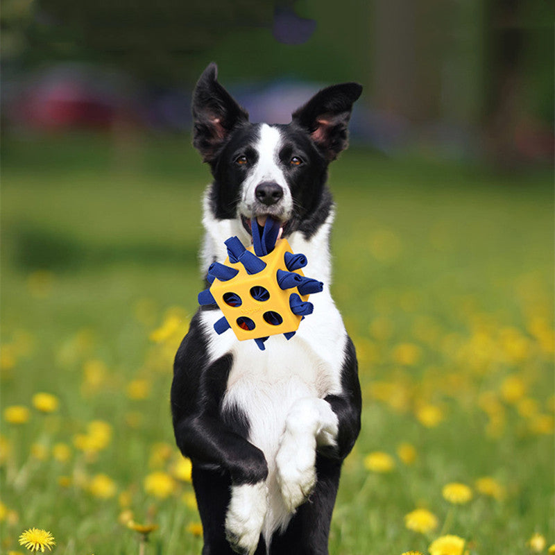 Würfel-Kauspielzeug für Hunde – Intelligenz, Zahnpflege & langanhaltend