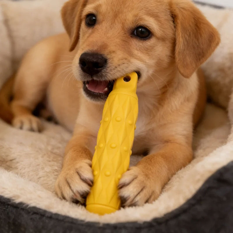 Hunde-Kaustab aus EVA | Bissfest | 29 cm | Mit oder ohne Seil | Zufallsfarbe