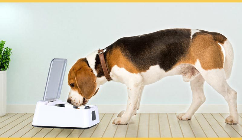 Automatischer Smart-Feeder für Hunde – feuchtigkeitsgeschützt, 350ml