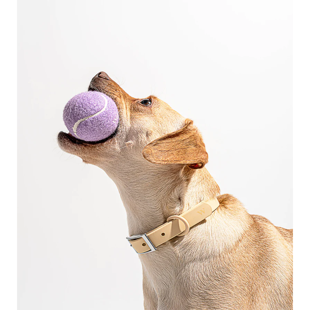 TPR Tennis-Cup – Wurfspielzeug für Hunde, bissfest, Ø7,8 cm