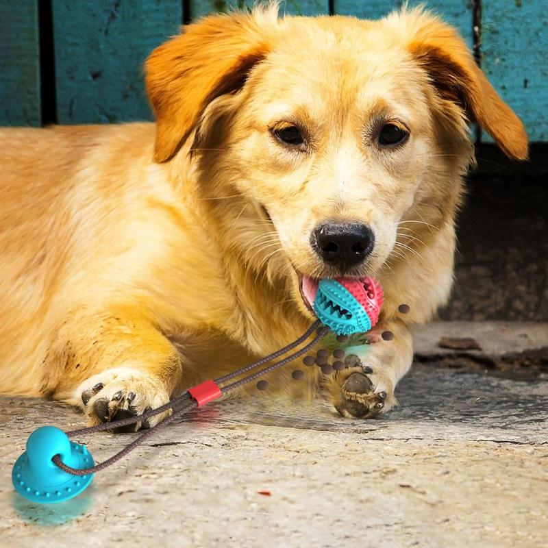 Hunde-Kaustab mit Saugnapf | Gummi | Zahnpflege & Training | 2 Formen