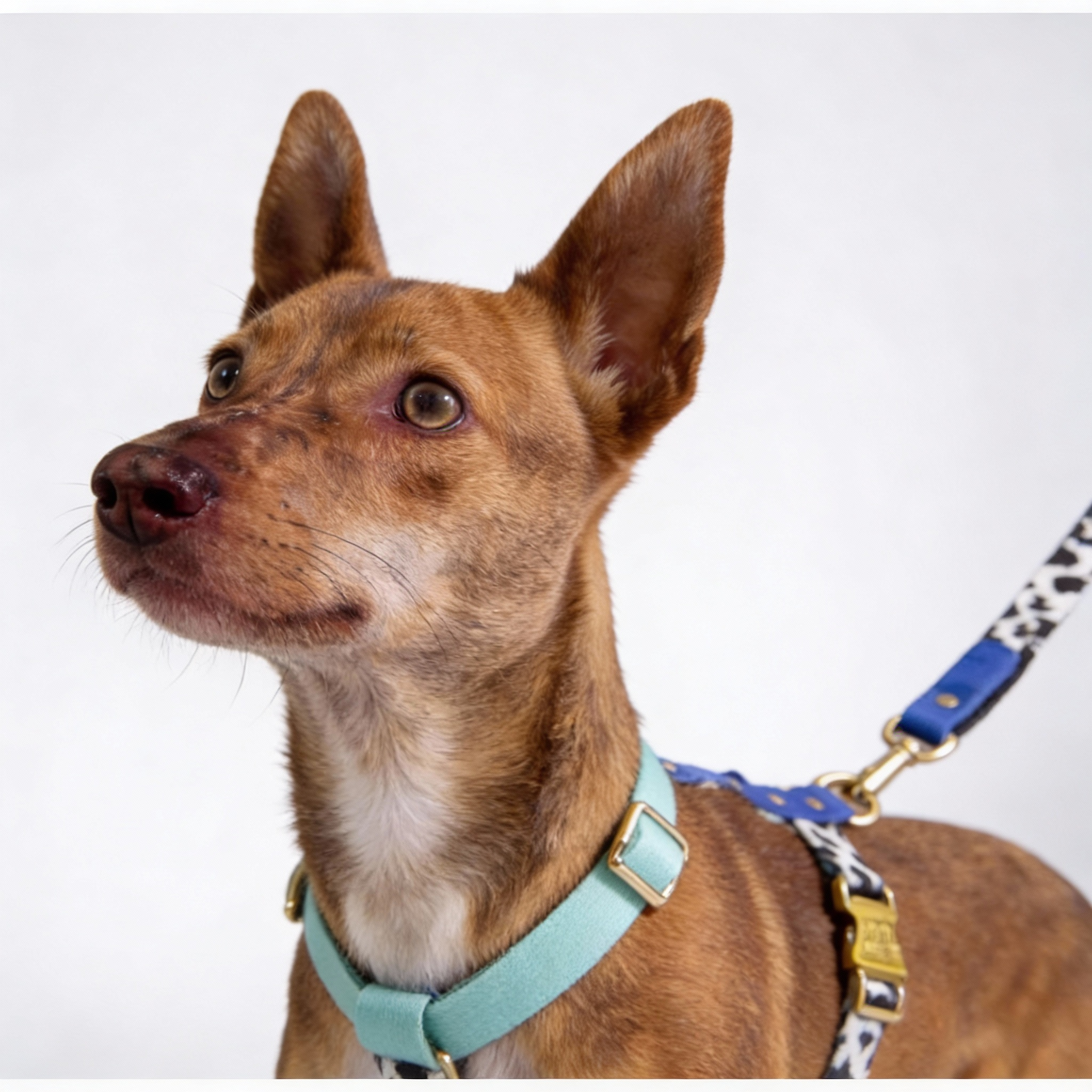 Hundegeschirr "Blueberry" – leicht, schnelltrocknend, goldene Akzente, XS–L
