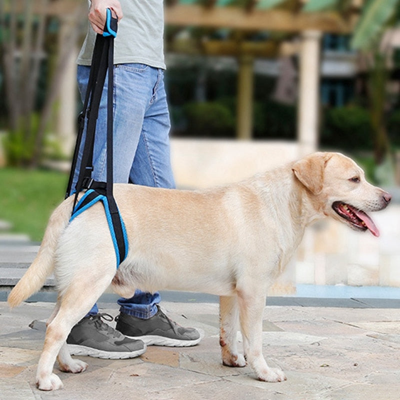 Stützgeschirr für Hunde – Hinterbeinhilfe, verstellbar, S–XL