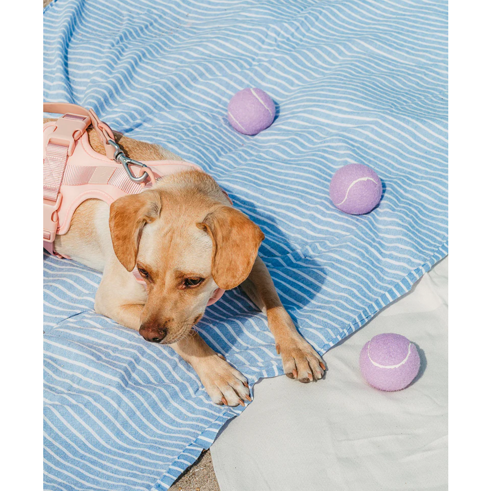 TPR Tennis-Cup – Wurfspielzeug für Hunde, bissfest, Ø7,8 cm