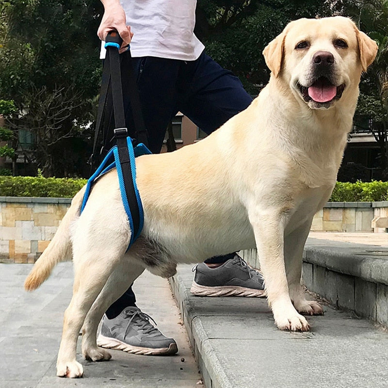 Stützgeschirr für Hunde – Hinterbeinhilfe, verstellbar, S–XL
