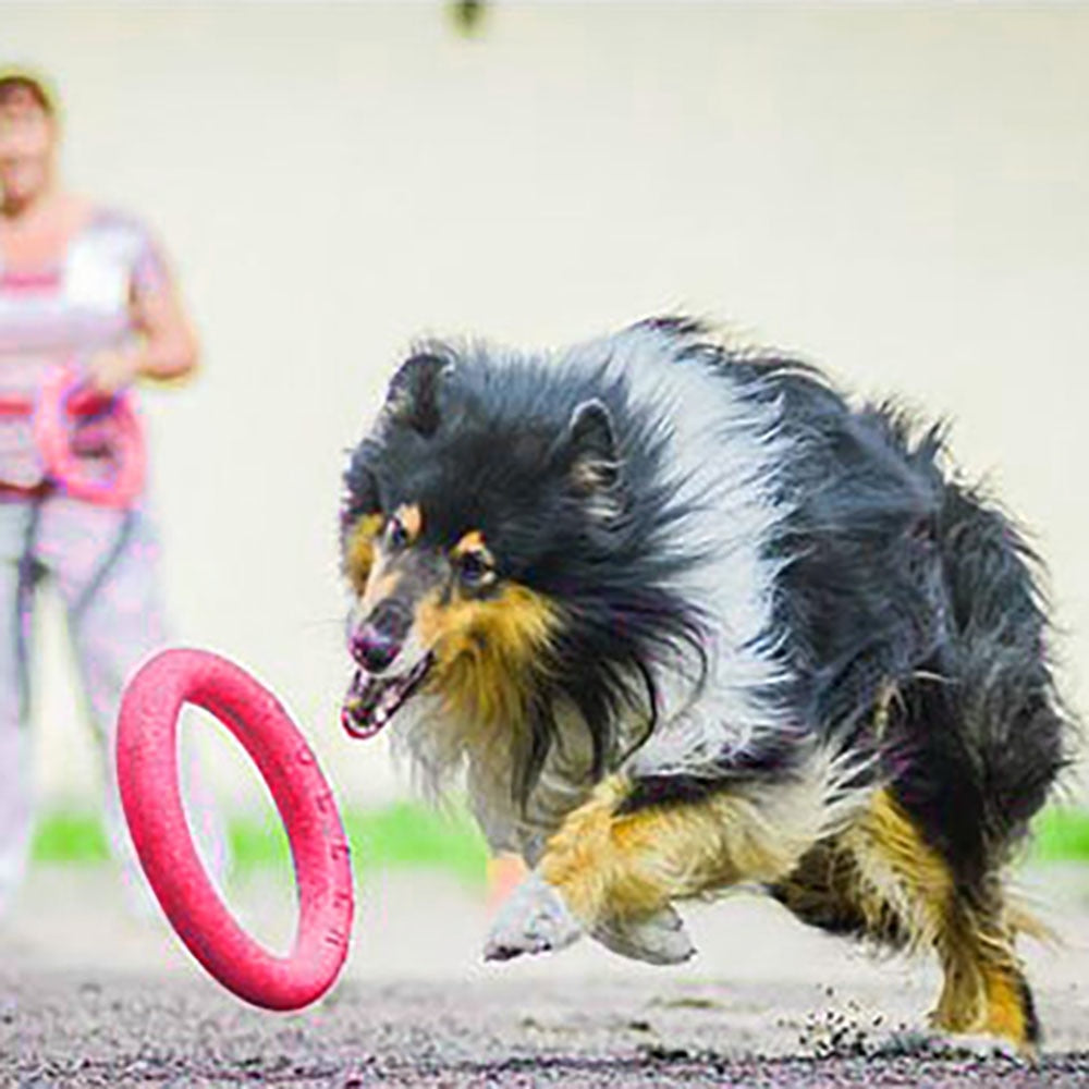 Hundefrisbee aus Gummi – Wurfscheibe für Outdoor-Training