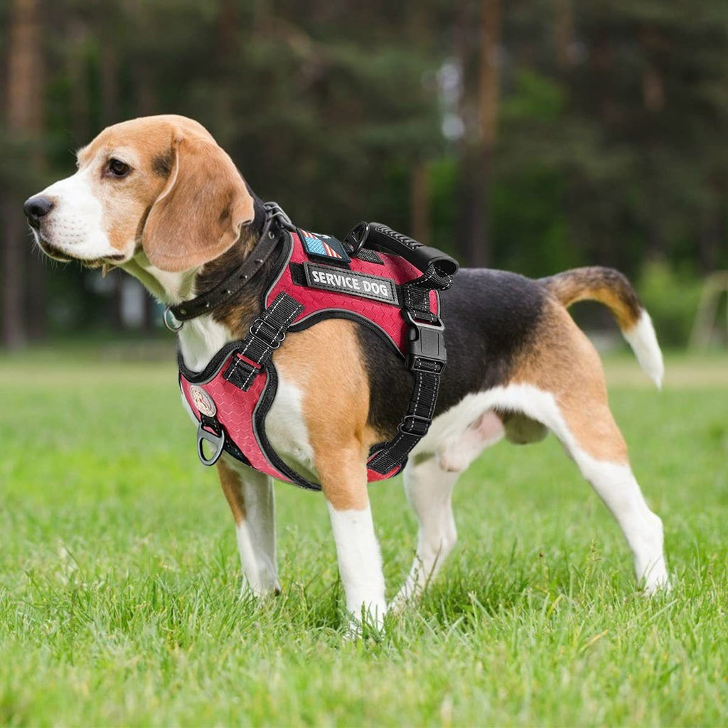 Reflektierendes Hundegeschirr mit Leine – stoßdämpfend, XS–XL