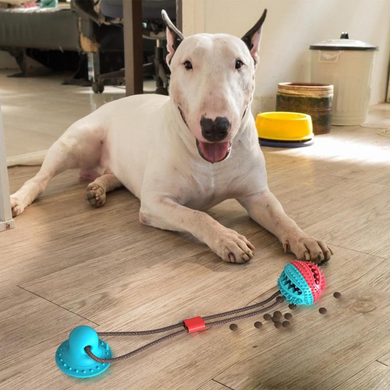 Hunde-Kaustab mit Saugnapf | Gummi | Zahnpflege & Training | 2 Formen