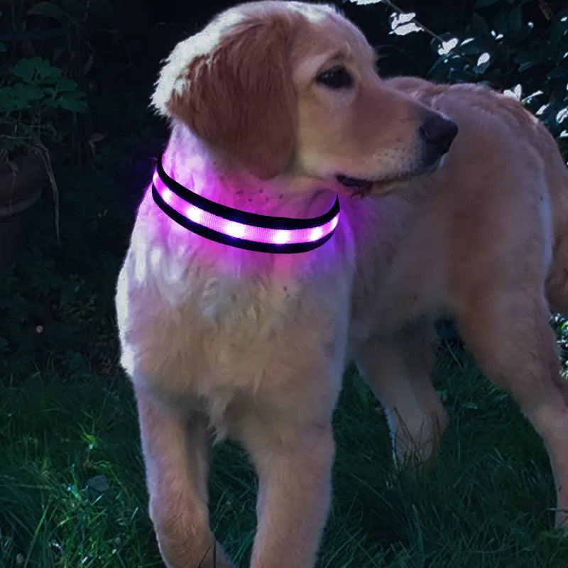 LED Hundehalsband – leuchtet im Dunkeln, 6 Farben, S–XL