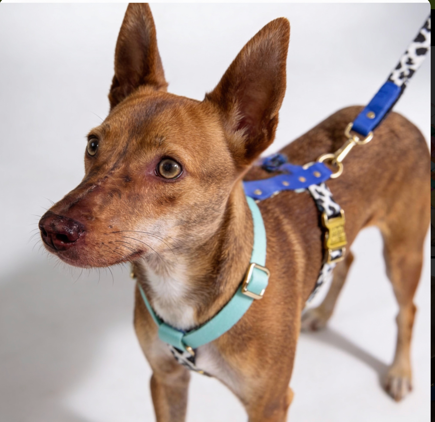 Hundegeschirr "Blueberry" – leicht, schnelltrocknend, goldene Akzente, XS–L