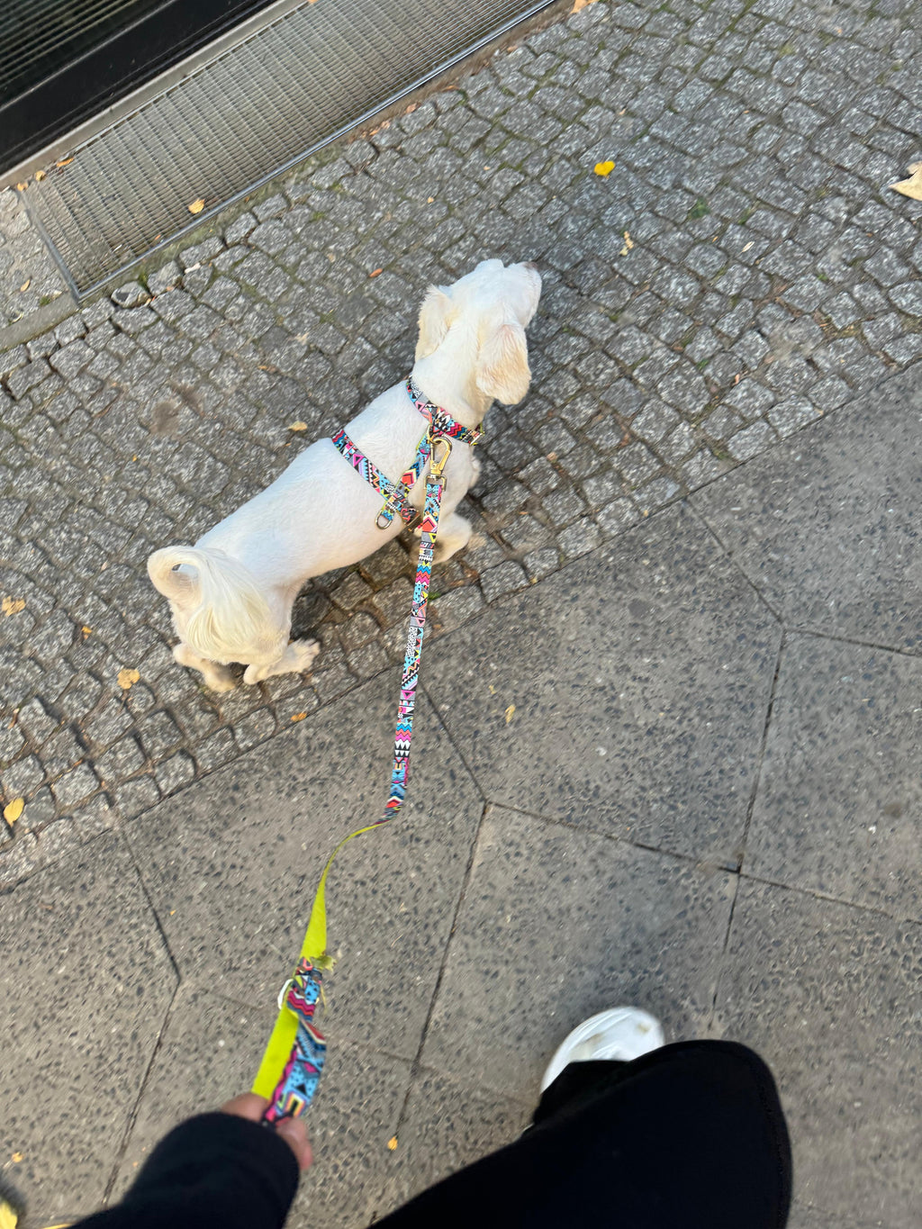 Hundegeschirr "Ethnic Vibrance" – leicht, schnelltrocknend, goldene Akzente, XS–L