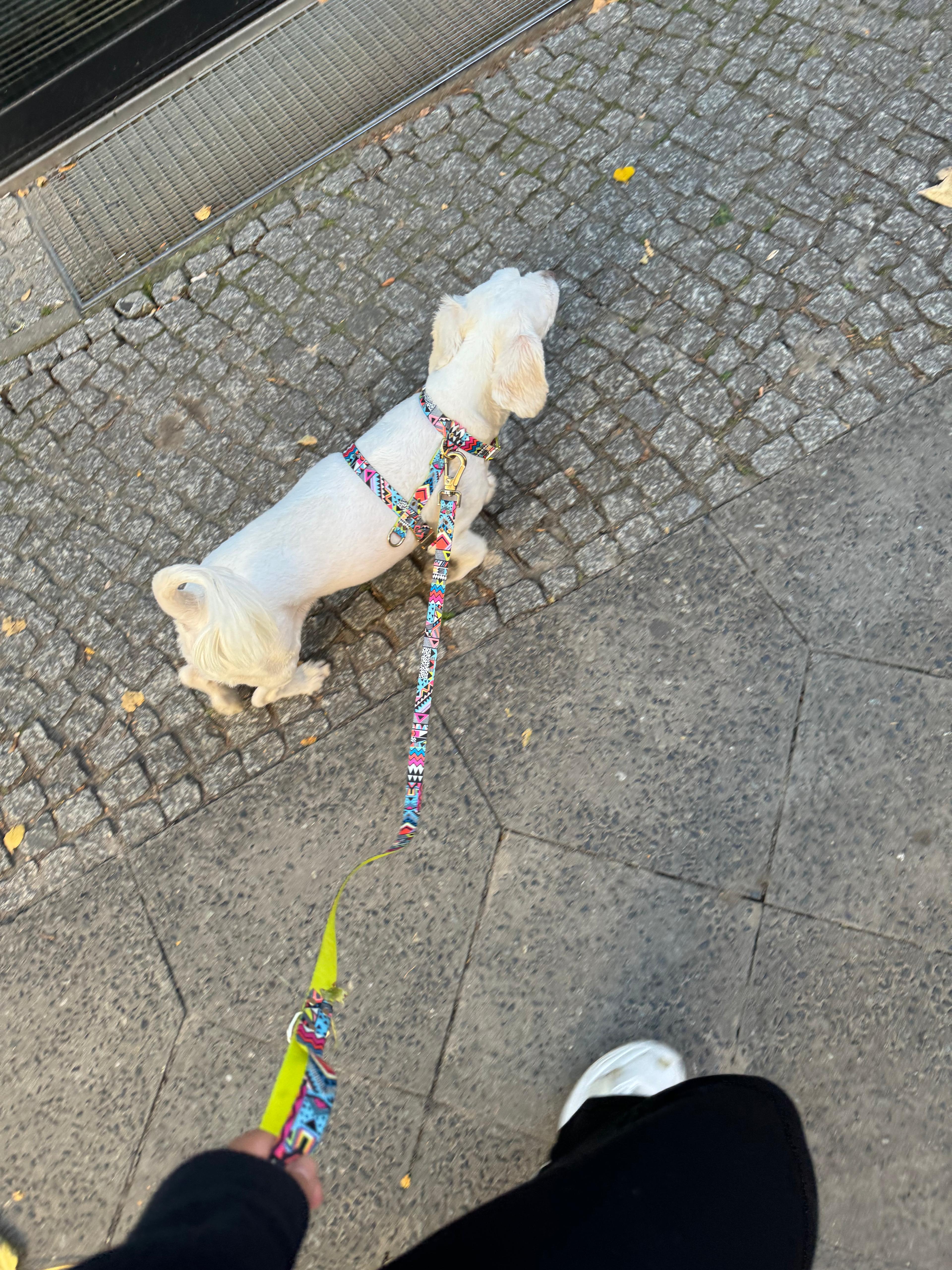 Hundegeschirr "Ethnic Vibrance" – leicht, schnelltrocknend, goldene Akzente, XS–L