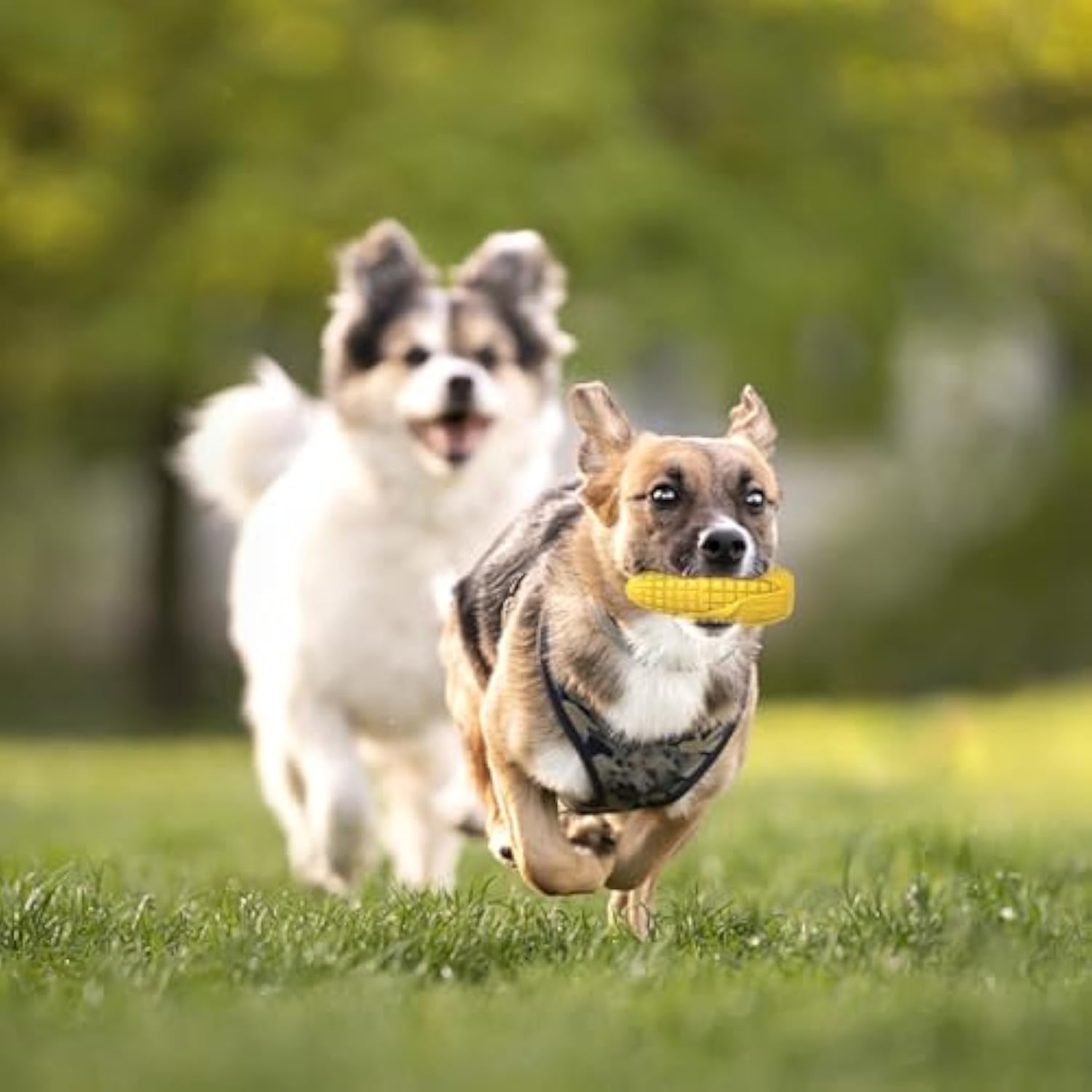 Mais-Kaustab für Hunde – Quietscher, Zahnpflege & Speckduft