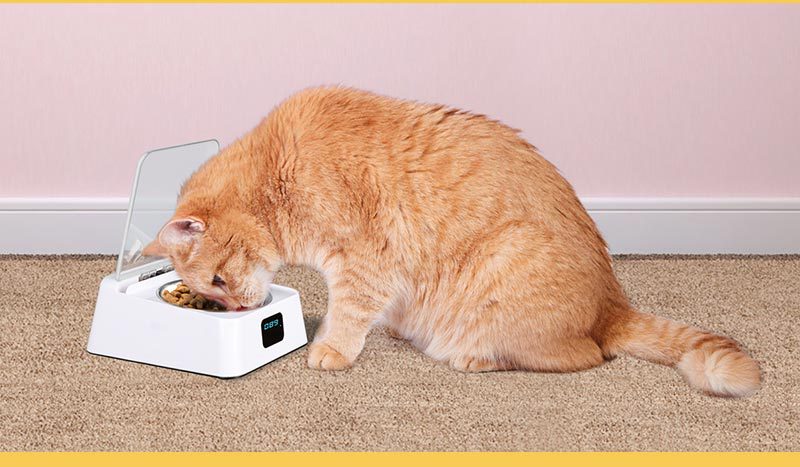 Automatischer Smart-Feeder für Hunde – feuchtigkeitsgeschützt, 350ml