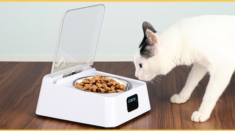 Automatischer Smart-Feeder für Hunde – feuchtigkeitsgeschützt, 350ml