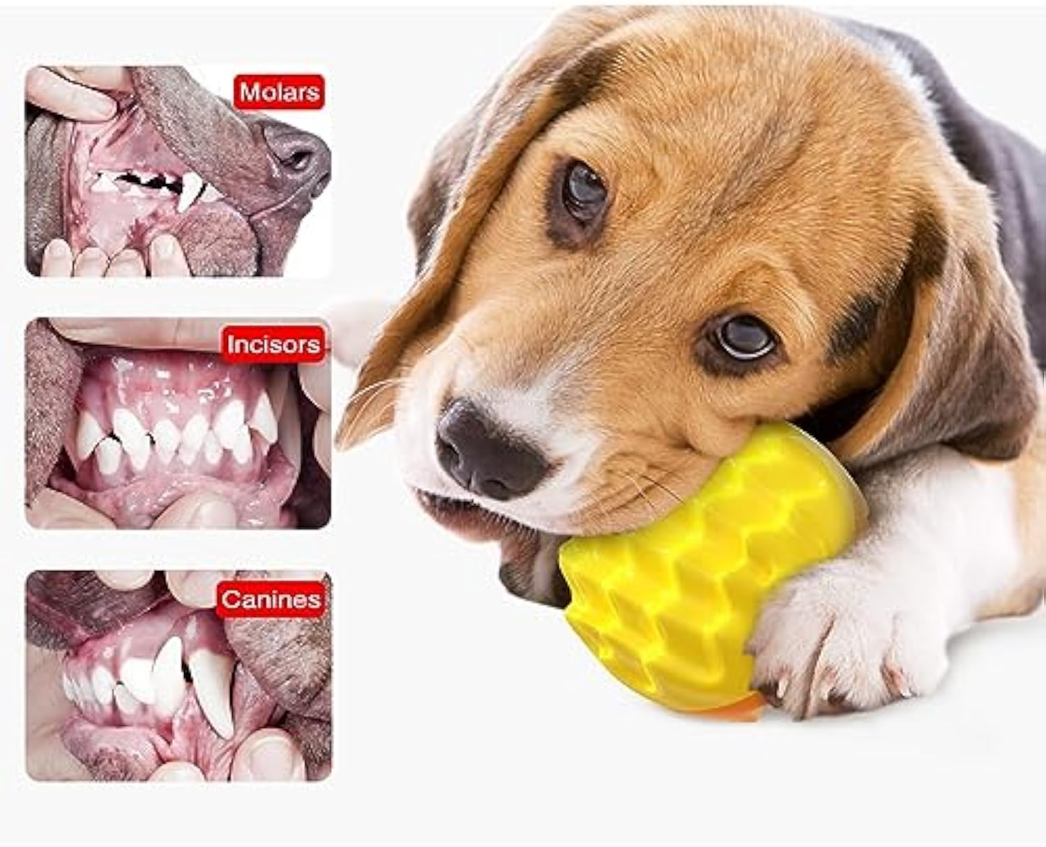 Quietschball für Hunde – Zahnpflege & Kauball aus Gummi